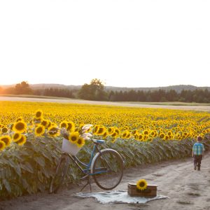 davis-sunflowers-01