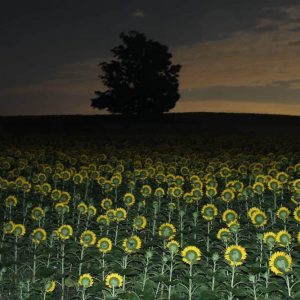 davis-sunflowers-02