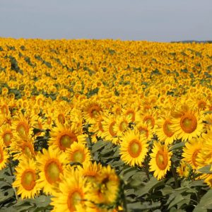 davis-sunflowers-03