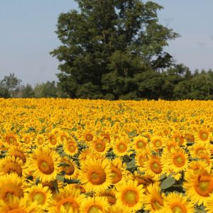 davis-sunflowers-04