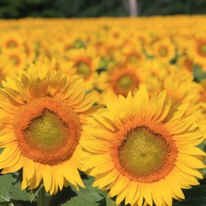 davis-sunflowers-05