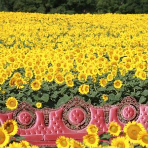 davis-sunflowers-06