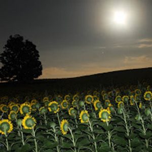davis-sunflowers-07