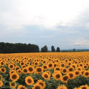 davis-sunflowers-08