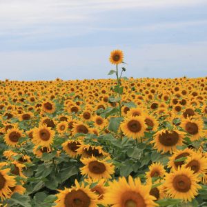 davis-sunflowers-09