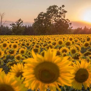 davis-sunflowers-10