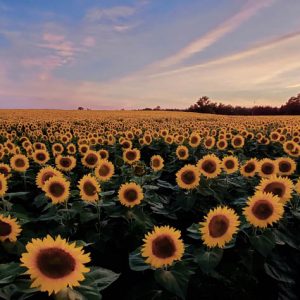 davis-sunflowers-13