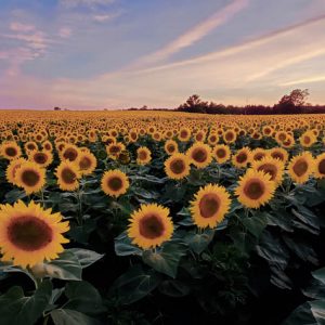 davis-sunflowers-14