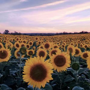 davis-sunflowers-15