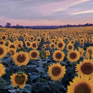 davis-sunflowers-17