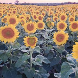 davis-sunflowers-18
