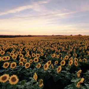 davis-sunflowers-19