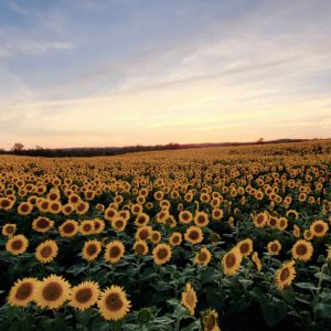 davis-sunflowers-20