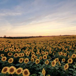 davis-sunflowers-21