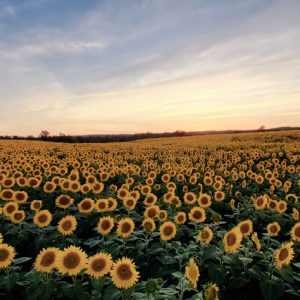 davis-sunflowers-22