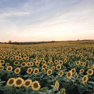 davis-sunflowers-23
