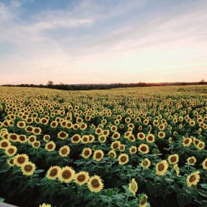 davis-sunflowers-24