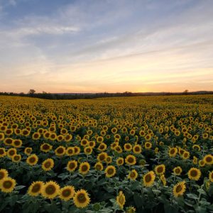 davis-sunflowers-25