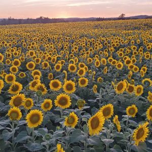 davis-sunflowers-26