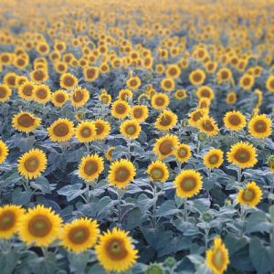 davis-sunflowers-27