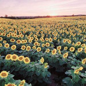 davis-sunflowers-28