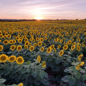 davis-sunflowers-29