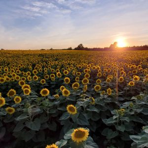 davis-sunflowers-30
