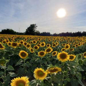 davis-sunflowers-31