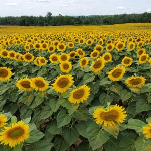 davis-sunflowers-32