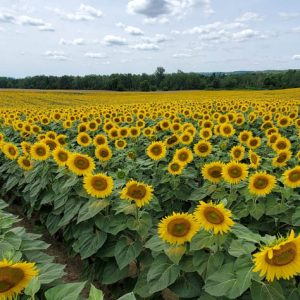 davis-sunflowers-33