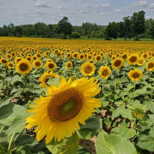 davis-sunflowers-36