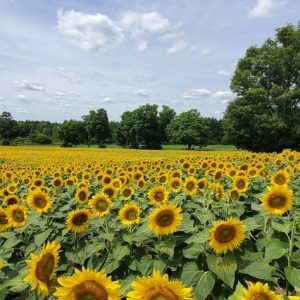 davis-sunflowers-37