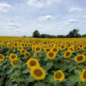 davis-sunflowers-38