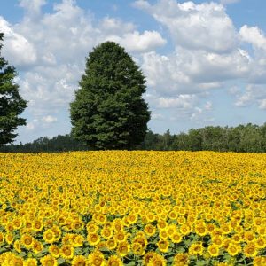 davis-sunflowers-39