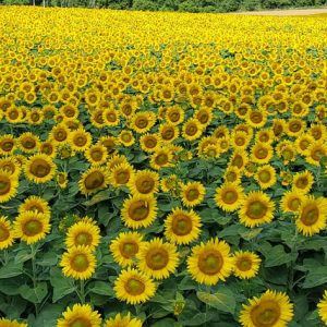 davis-sunflowers-40