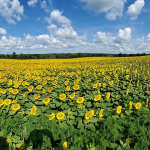davis-sunflowers-41