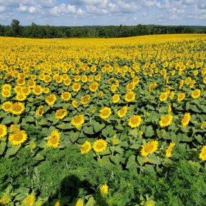 davis-sunflowers-42