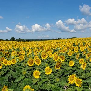 davis-sunflowers-43