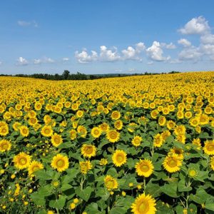 davis-sunflowers-44