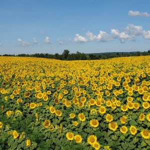 davis-sunflowers-45