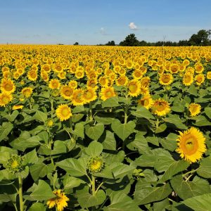 davis-sunflowers-46