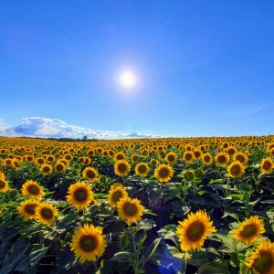 Toronto Sunflower Fields