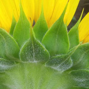davis-sunflowers-48
