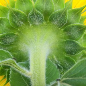 davis-sunflowers-49