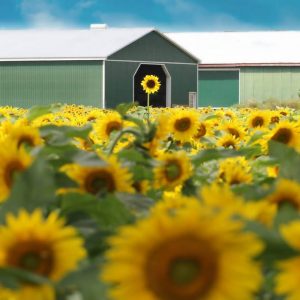 davis-sunflowers-50