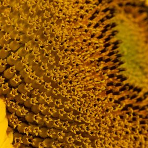 davis-sunflowers-51