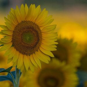davis-sunflowers-52
