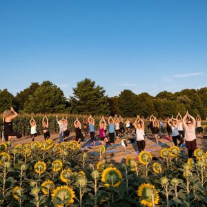 davis-yoga